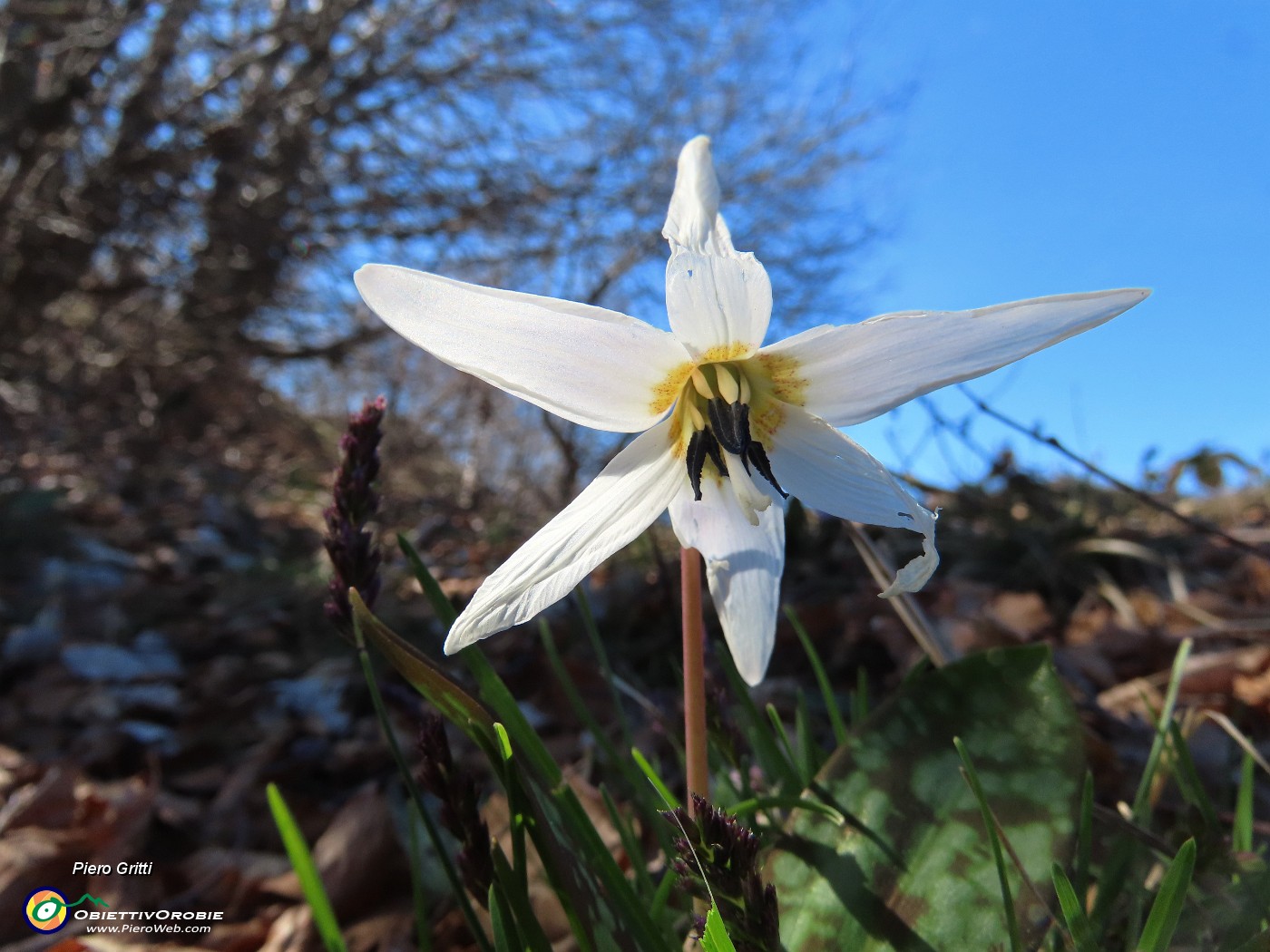 64 Erythronium dens-canis (Dente di cane).JPG